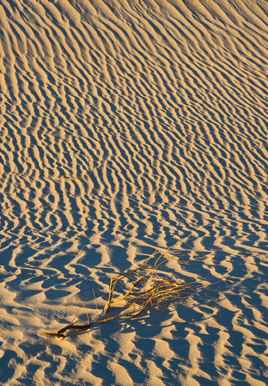 Dune-and-Bush