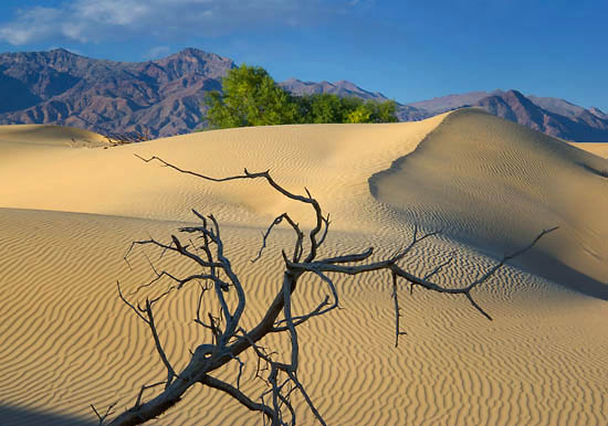 Dunes and Branches-L