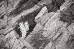 Death-Valley-Desert-Holly-and-Rock-Forms-copy