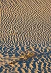 Dune-and-Bush