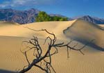 Dunes and Branches-L